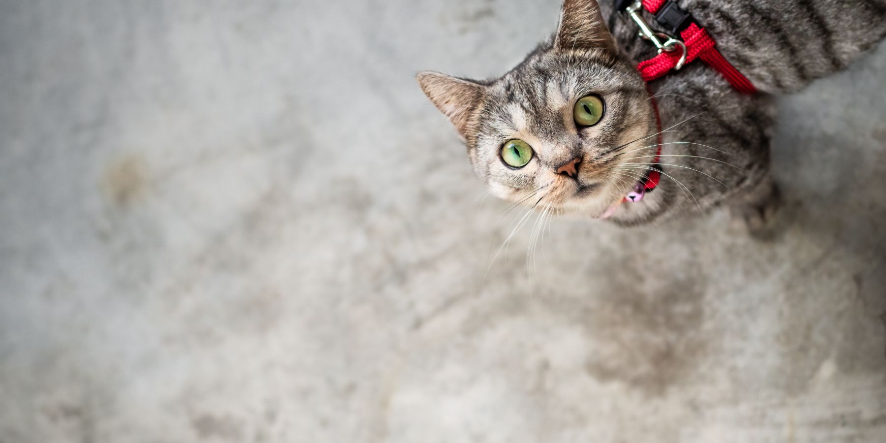 Safety Guidelines for Cat Harness Training