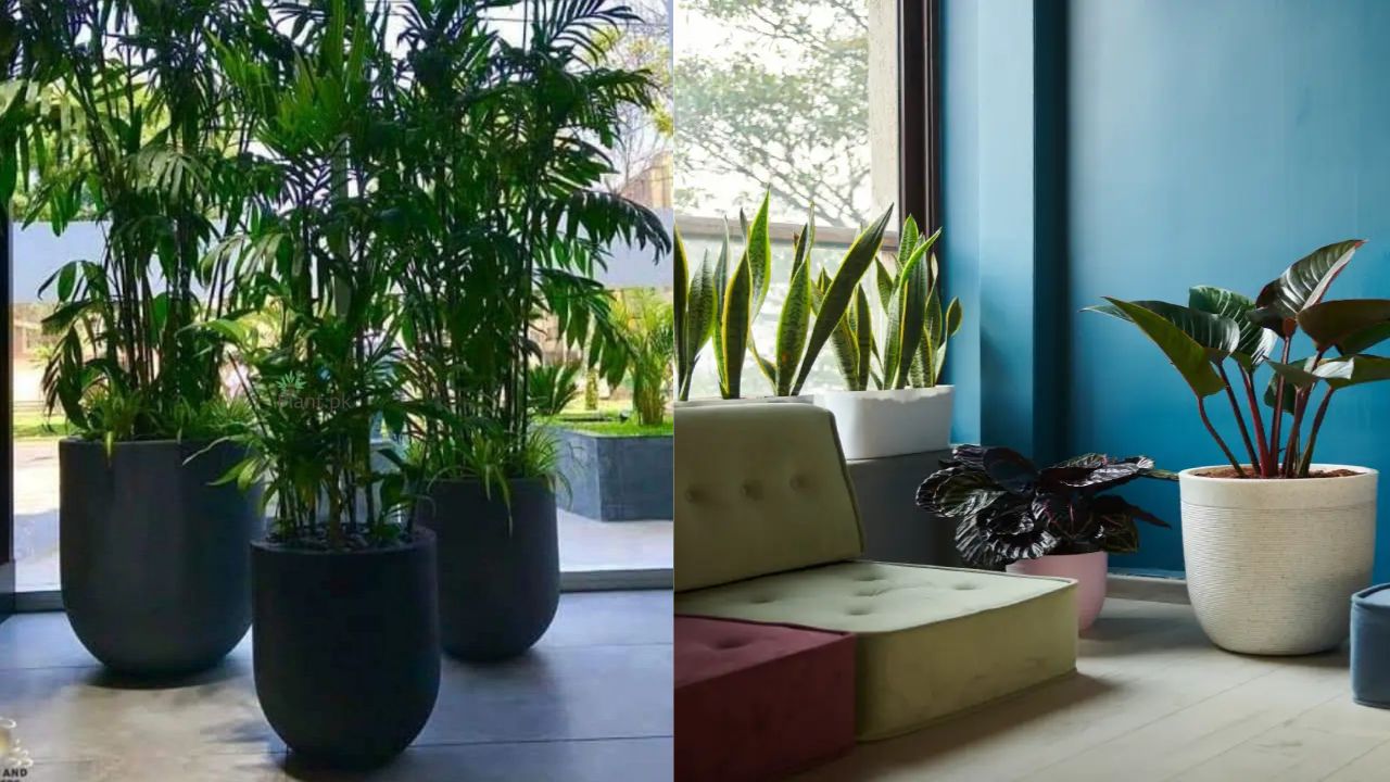From Garden to Living Room: Custom Planter Solutions for Indoor and Outdoor Spaces